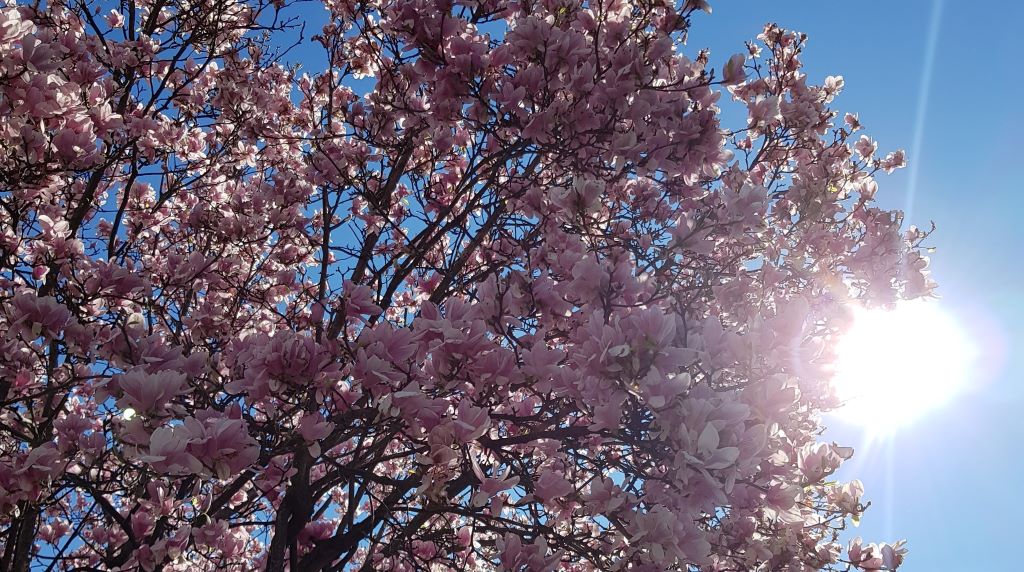 La primavera è arrivata…